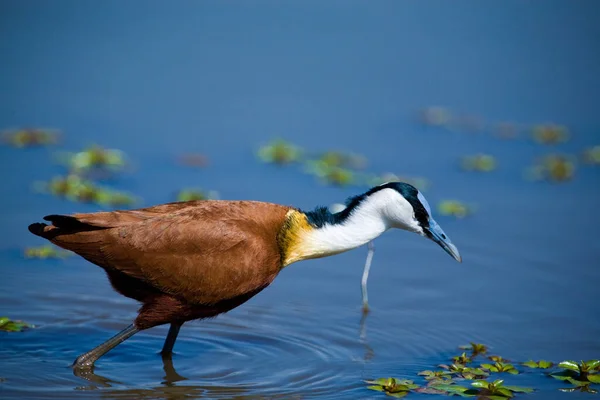 Belo Pássaro Água — Fotografia de Stock