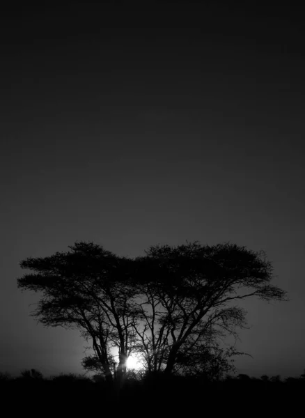 Afrikansk Solnedgång Kruger National Park Sydafrika — Stockfoto