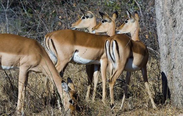 南非克鲁格国家公园的Impala Antelopes — 图库照片