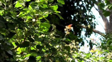Monarch butterflies as seen from the monarch butterfly trail in the Natural Bridges State Beach Sanctuary in Santa Cruz, California, USA