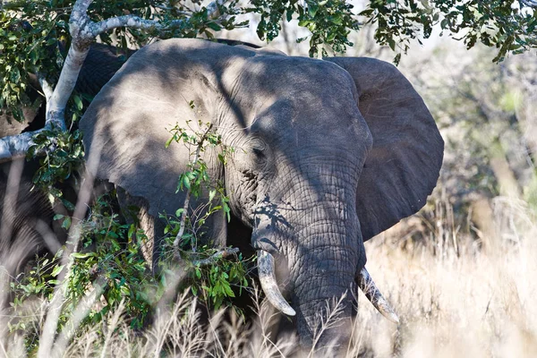 Afrikkalainen Norsu Krugerin Kansallispuistossa Yksi Etelä Afrikan Suurimmista Riistansuojelualueista — kuvapankkivalokuva