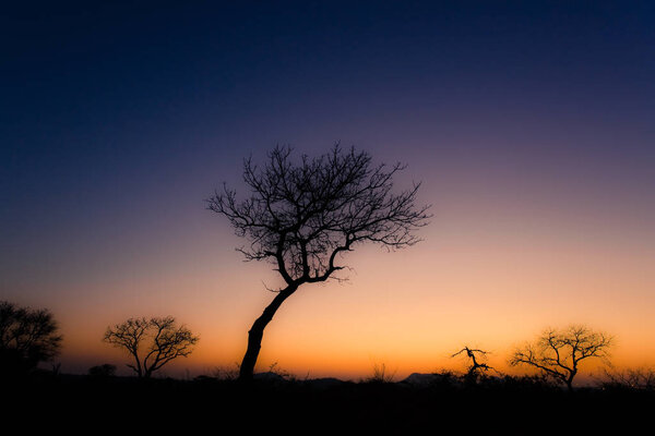 Silhouette of a tree in the desert