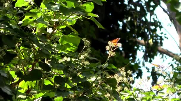 Monarch Butterflies Seen Monarch Butterfly Trail Natural Bridges State Beach — Video Stock