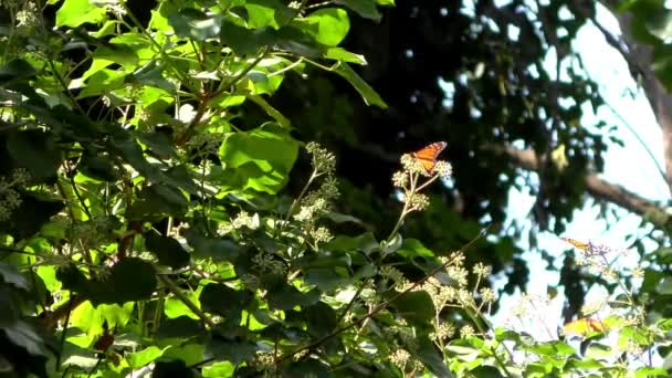 Monarch Butterflies Seen Monarch Butterfly Trail Natural Bridges State Beach — 图库视频影像