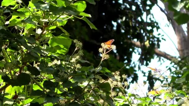 Papillons Monarques Vus Depuis Sentier Des Papillons Monarques Dans Les — Video