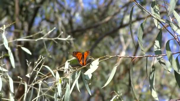 Monarch-Schmetterlinge vom Monarch-Schmetterlingspfad im Naturbrücken-staatlichen Strandschutzgebiet in Santa Cruz, Kalifornien, USA aus gesehen