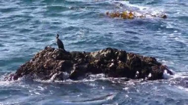 Pasifik Okyanusu Garrapata Eyalet Parkı 'nda Kaliforniya' nın merkez kıyısı boyunca, ABD, 2018