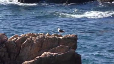 Yalnız martıların kaya ve dalgaların üzerinde oturduğu görüntüler.