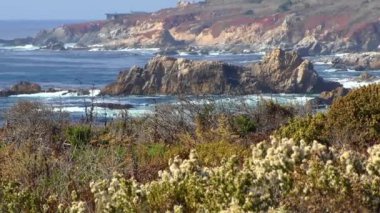Kaliforniya Garrapata Eyalet Parkı 'nın sakin dalgaları ve bitkileri, ABD