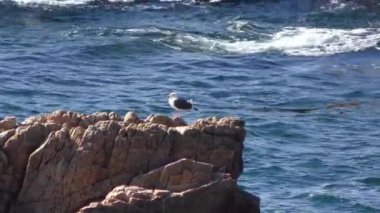 Pasifik Okyanusu Garrapata Eyalet Parkı 'nda Kaliforniya' nın merkez kıyısı boyunca, ABD, 2018