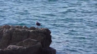 Pasifik Okyanusu Garrapata Eyalet Parkı 'nda Kaliforniya' nın merkez kıyısı boyunca, ABD, 2018