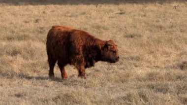 Tarlada otlayan boğa.