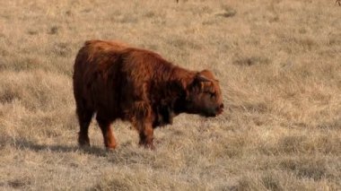 Tarlada otlayan boğa.