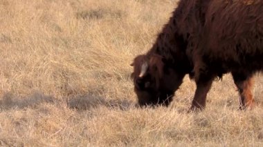Tarlada otlayan boğa.