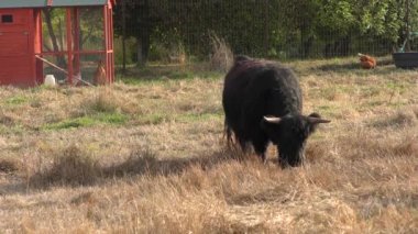 Tarlada otlayan boğa.