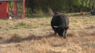 Tarlada otlayan boğa.