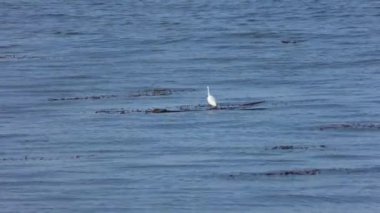 Pasifik Okyanusu 'nda gün batımında kimliği belirsiz insanlar, Santa Cruz, California, ABD, yaklaşık Ekim 2018