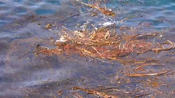 Incrível Água Azul Turquesa Com Ondas Reserva Natural Estado Point — Vídeo de Stock