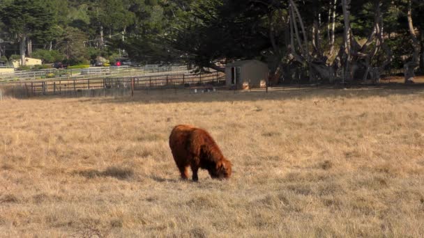 Bullen Auf Der Weide — Stockvideo