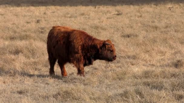 Weiden Van Stieren Het Veld — Stockvideo