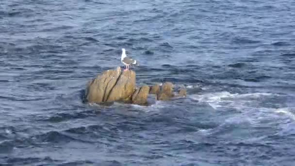 2019年 位于加拉帕戈斯群岛最东端岛屿圣克里斯托瓦尔 或查塔姆岛 破碎的火山岩海岸上的海鸥 — 图库视频影像