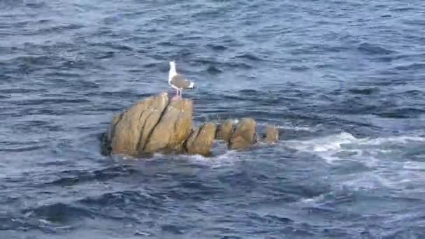 Mouettes Assises Sur Rivage Rocheux Volcanique Accidenté San Cristobal Île — Video