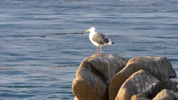 Gabbiani Seduti Sulle Aspre Coste Rocciose Vulcaniche San Cristobal Isola — Video Stock