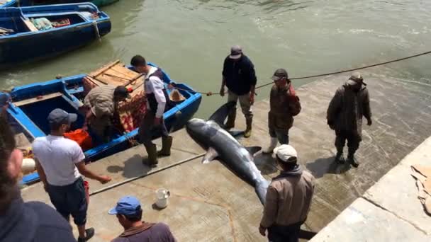 2018 Essaouira Fas Köpekbalığı Taşıyan Kimliği Belirsiz Balıkçılar — Stok video