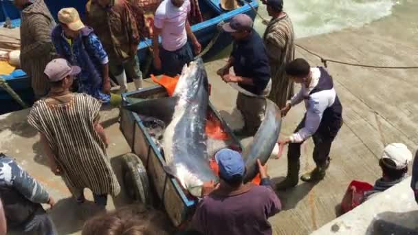 Αγνώστων Στοιχείων Ψαράδες Καρχαρία Στην Essaouira Μαρόκο 2018 — Αρχείο Βίντεο