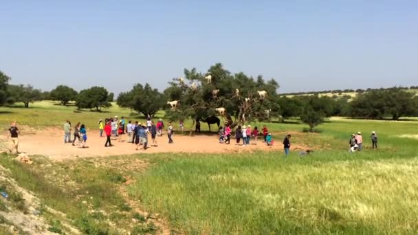 Unidentified People Watching Famous Tree Climbing Goats Morocco Road Connecting — Stock Video