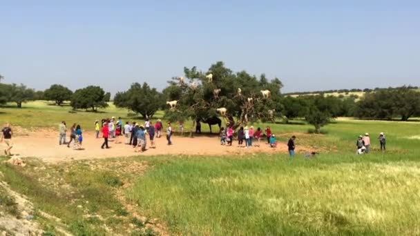 Oidentifierade Människor Tittar Berömda Trädklättrande Getterna Marocko Bredvid Vägen Som — Stockvideo