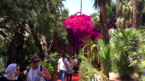 Personnes Non Identifiées Dans Jardin Majorelle Marrakech Maroc 2018 — Video