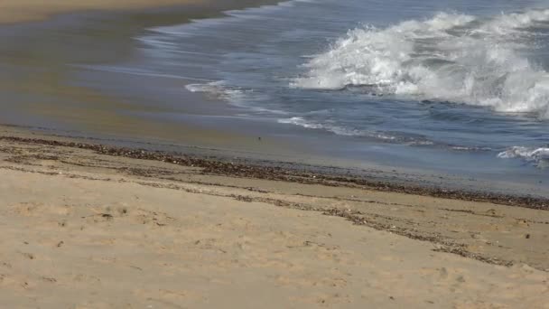 Der Pazifische Ozean Bean Hollow State Beach Santa Cruz County — Stockvideo