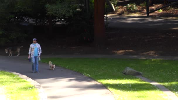 Unidentified People Walking Dogs Sigmund Stern Recreation Grove San Francisco — Vídeos de Stock