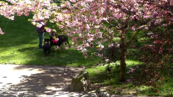 Unidentified People Walking Dogs Sigmund Stern Recreation Grove San Francisco — Vídeos de Stock