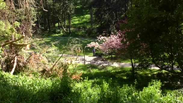 Personnes Non Identifiées Promenant Des Chiens Dans Bosquet Récréatif Sigmund — Video