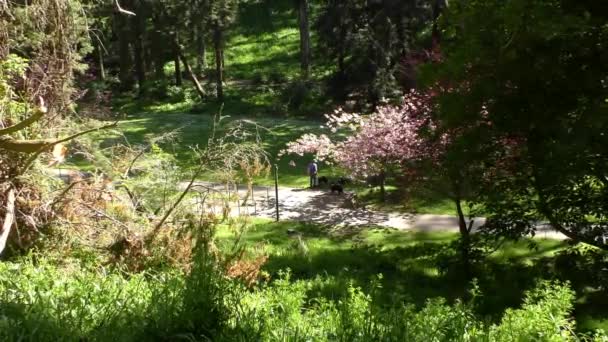 Unidentified People Walking Dogs Sigmund Stern Recreation Grove San Francisco — Stock video