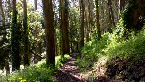 Лес Роще Отдыха Зигмунда Штерна Сан Франциско 2019 Год — стоковое видео