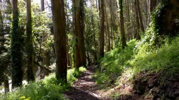 Forêt Dans Sigmund Stern Recreation Grove San Francisco 2019 — Video