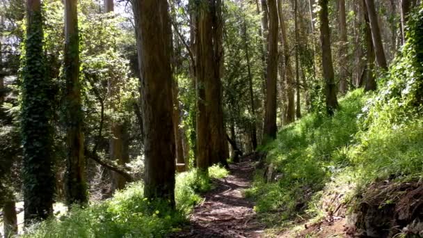 Bosque Sigmund Stern Recreation Grove San Francisco 2019 — Vídeos de Stock