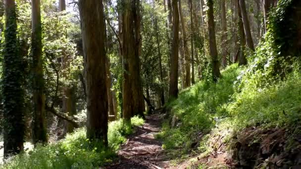 Bosque Sigmund Stern Recreation Grove San Francisco 2019 — Vídeos de Stock