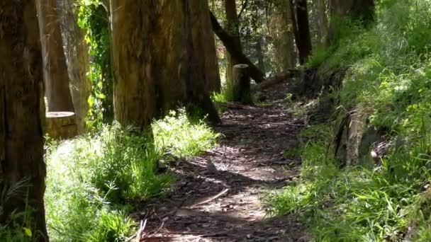 Forêt Dans Sigmund Stern Recreation Grove San Francisco 2019 — Video