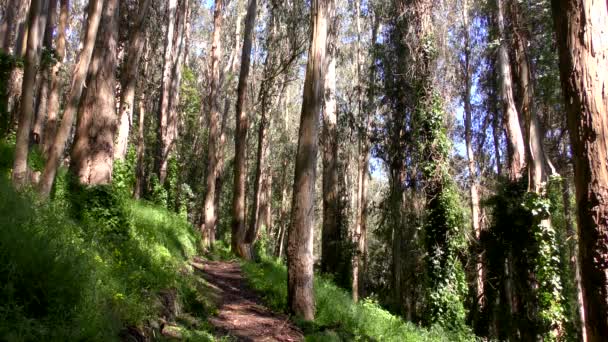 Bosque Sigmund Stern Recreation Grove San Francisco 2019 — Vídeos de Stock