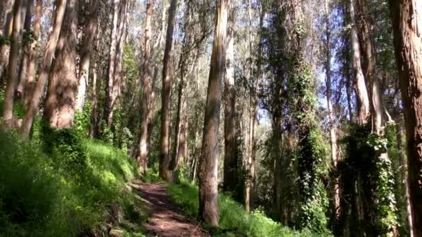 Forêt Dans Sigmund Stern Recreation Grove San Francisco 2019 — Video