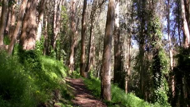 Forêt Dans Sigmund Stern Recreation Grove San Francisco 2019 — Video