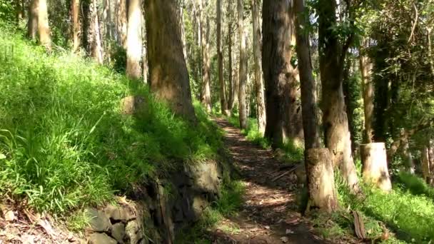 Forêt Dans Sigmund Stern Recreation Grove San Francisco 2019 — Video