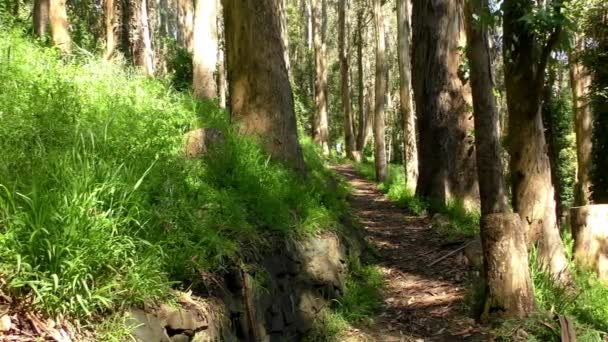 Forêt Dans Sigmund Stern Recreation Grove San Francisco 2019 — Video