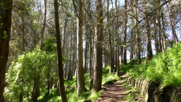 Forêt Dans Sigmund Stern Recreation Grove San Francisco 2019 — Video