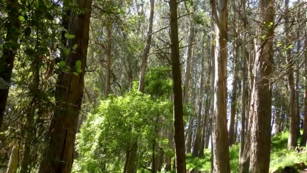 Forêt Dans Sigmund Stern Recreation Grove San Francisco 2019 — Video