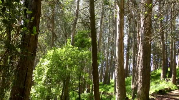 Δάσος Στο Sigmund Stern Recreation Grove San Francisco 2019 — Αρχείο Βίντεο